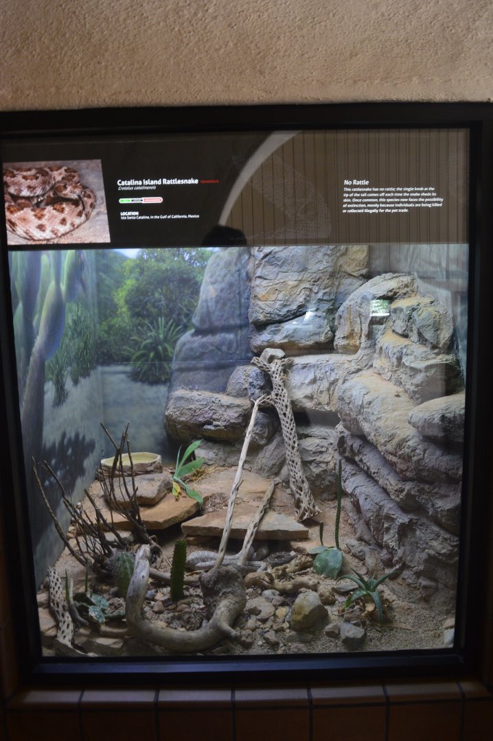 Catalina Rattlesnake Terrarium