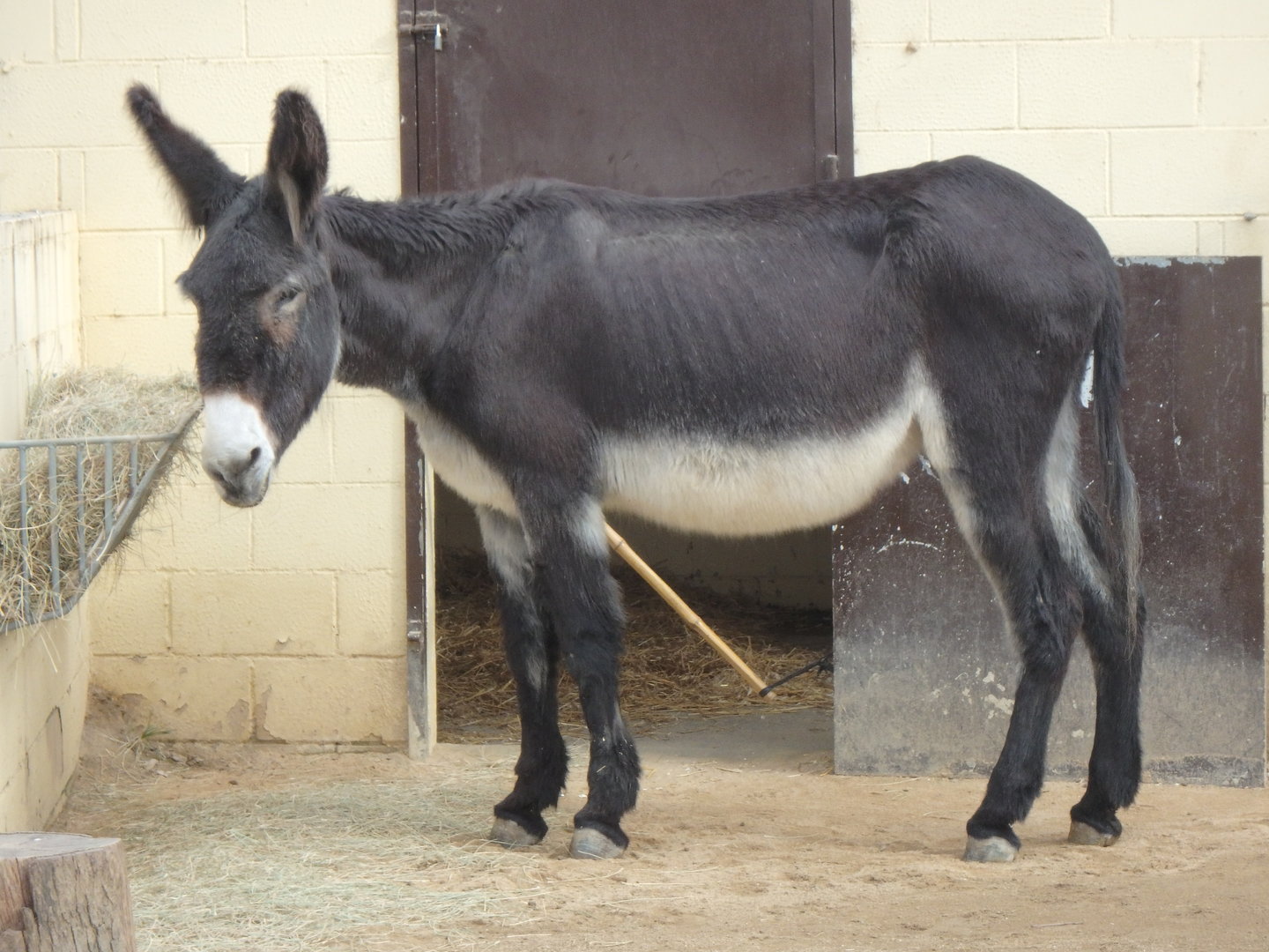 Catalonian donkey