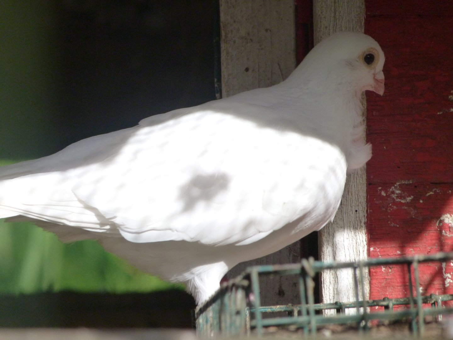 Catalonian figurita pigeon -Zoo de Santillana del Mar (2024)