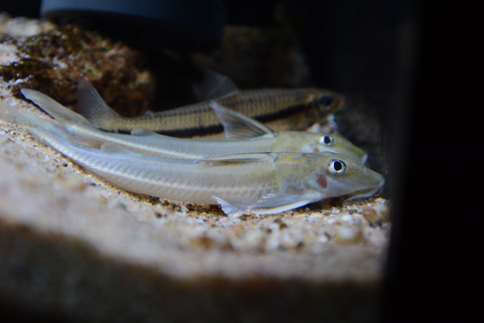Catania's thorny catfish (Leptodoras cf. cataniai)