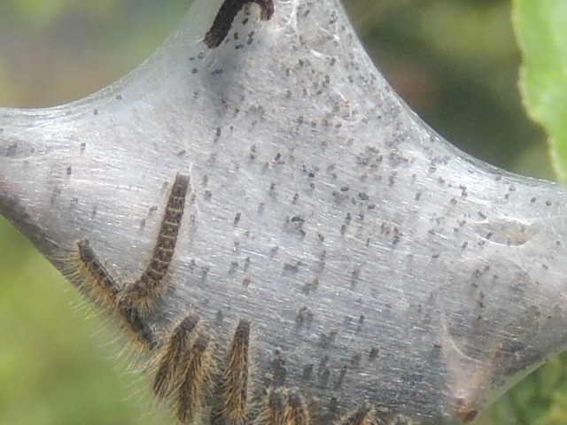 catapillar id