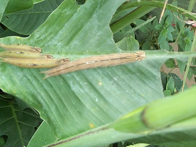 catapillers of owl butterfly 2003
