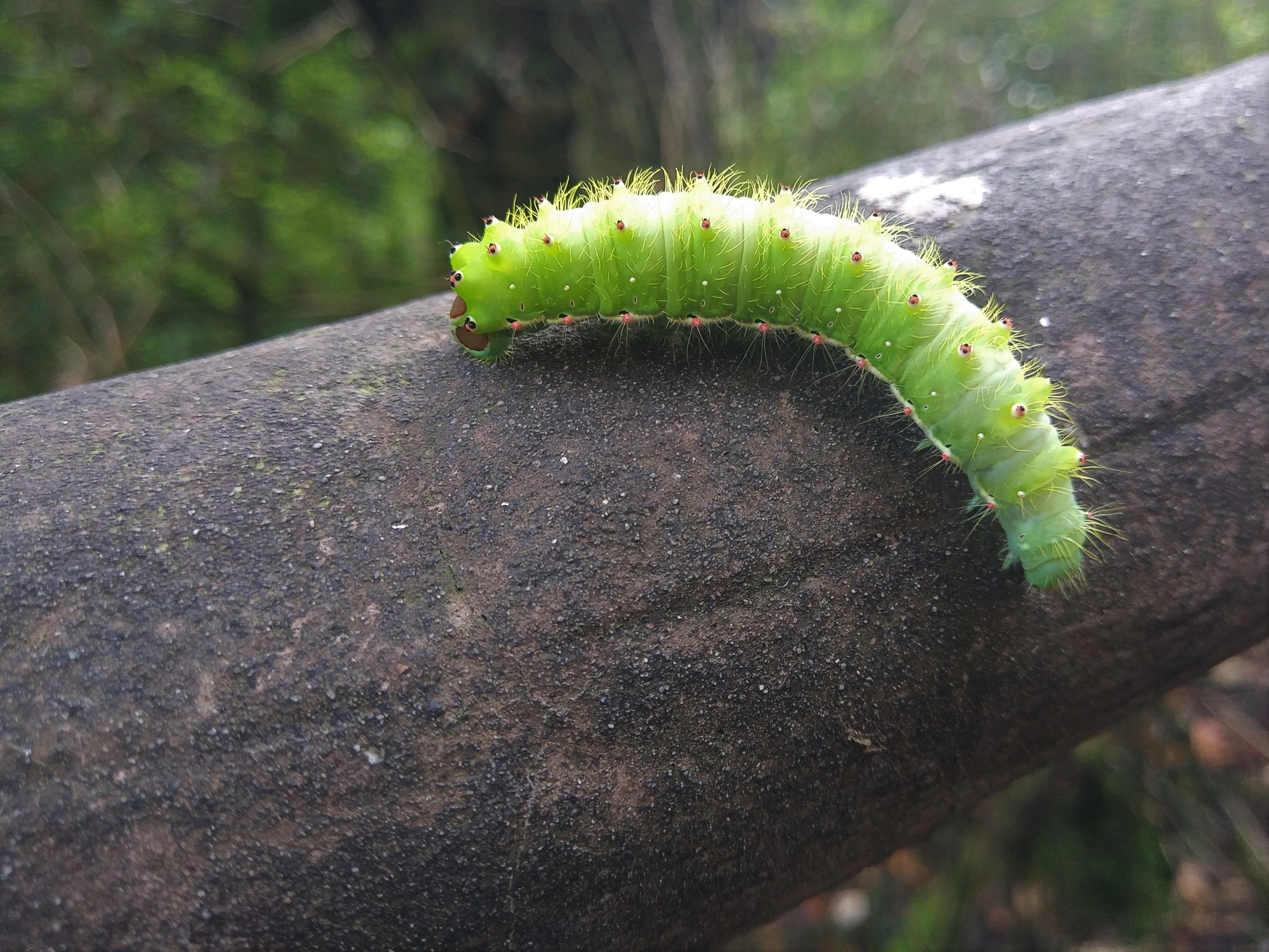 Catarpillar