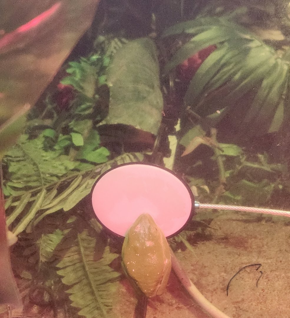 Catawba Science Center - Agalychnis callidryas