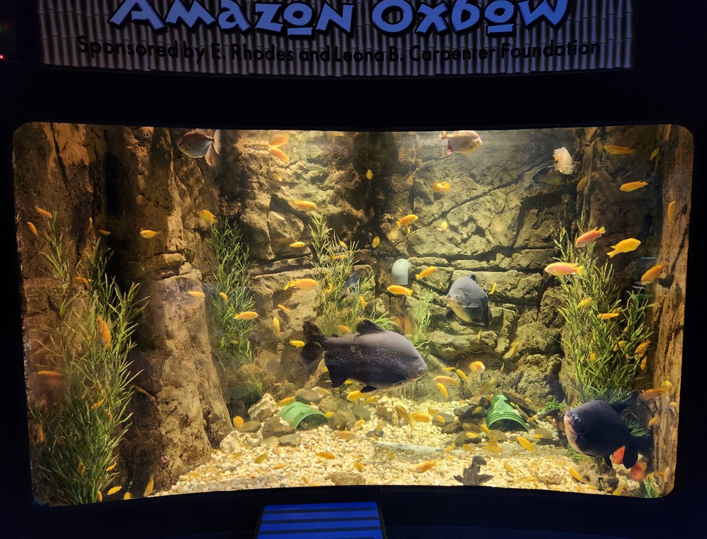 Catawba Science Center - Amazon Oxbow exhibit