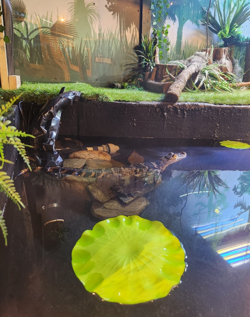 Catawba Science Center - American Alligator