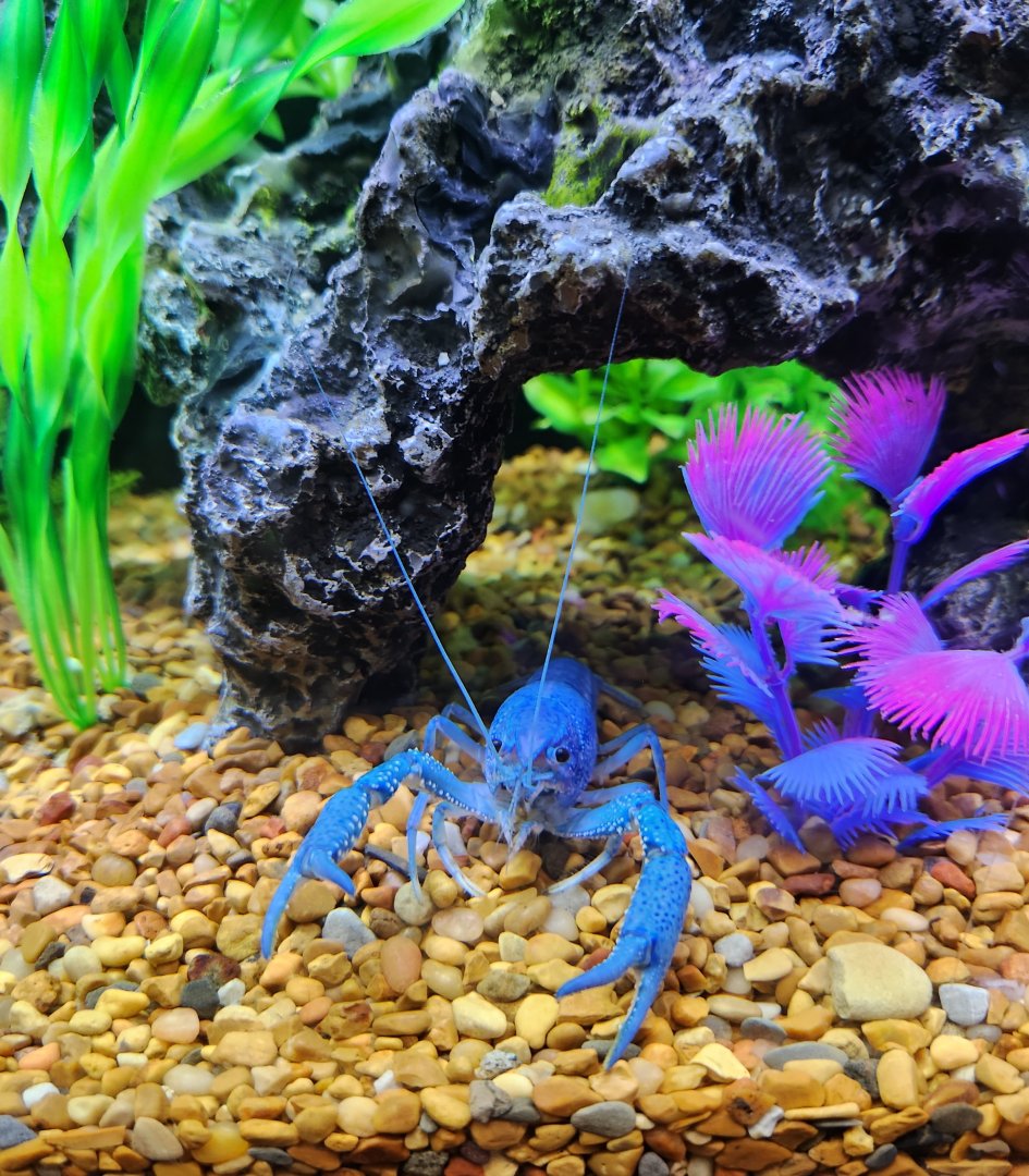 Catawba Science Center - Blue crayfish