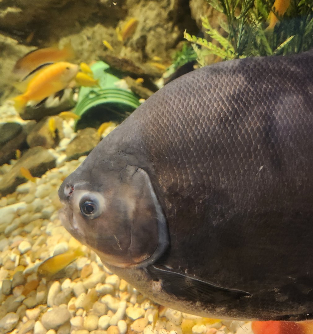 Catawba Science Center - Colossoma macropomum