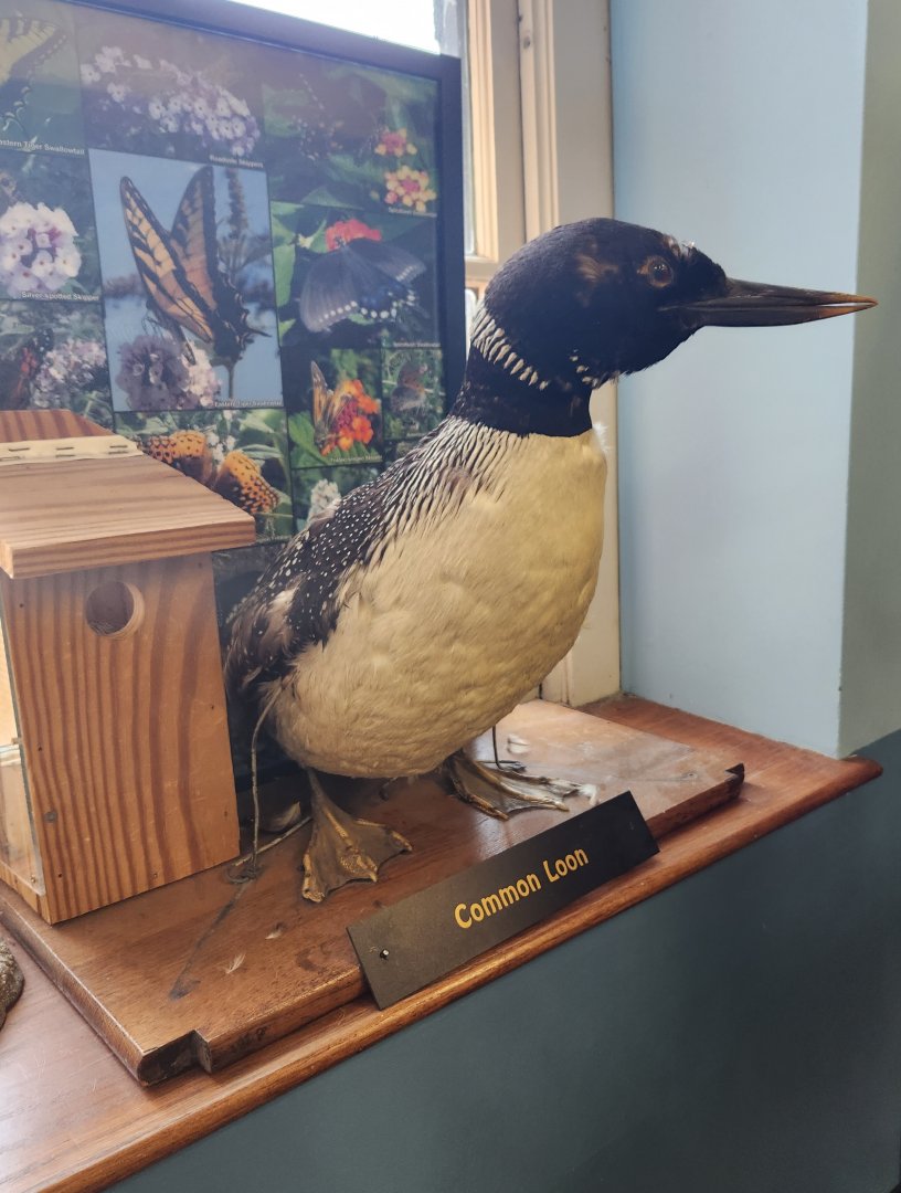Catawba Science Center - Common Loon taxidermy