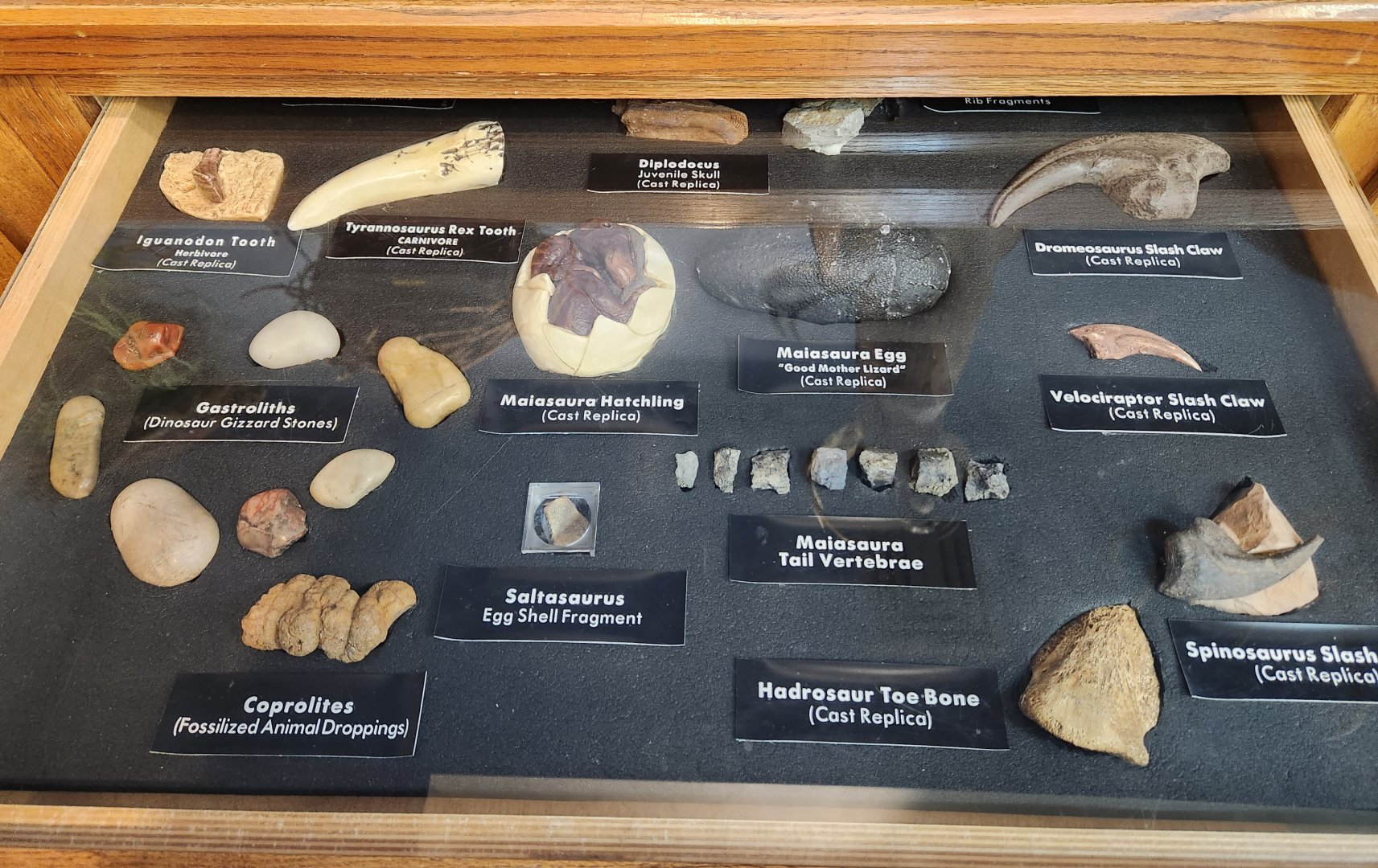 Catawba Science Center - Dinosaur fossils