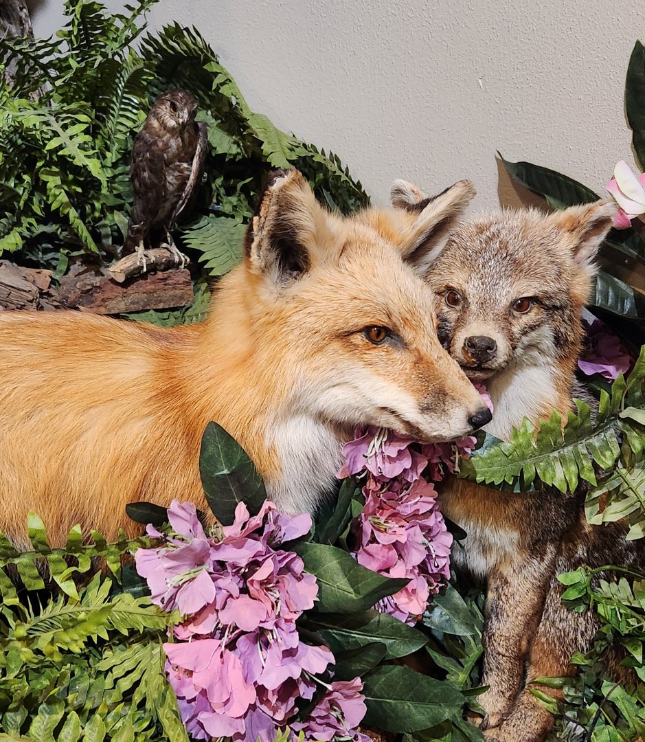 Catawba Science Center - Fox taxidermy