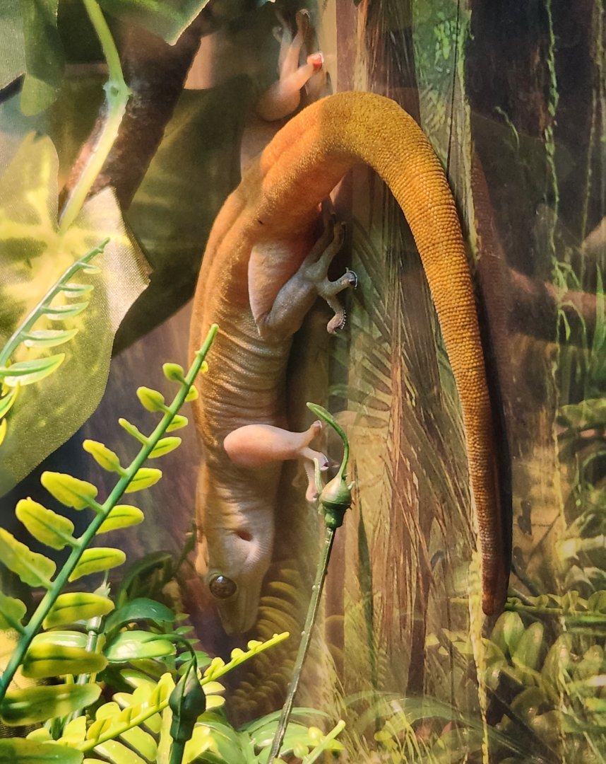 Catawba Science Center - Gecko baddeni