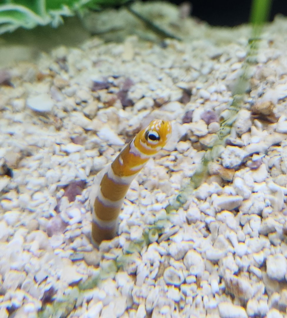 Catawba Science Center - Gorgasia preclara