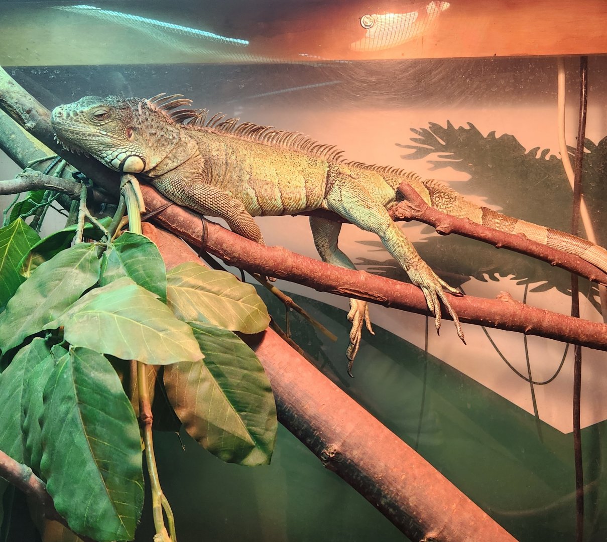 Catawba Science Center - Green Iguana