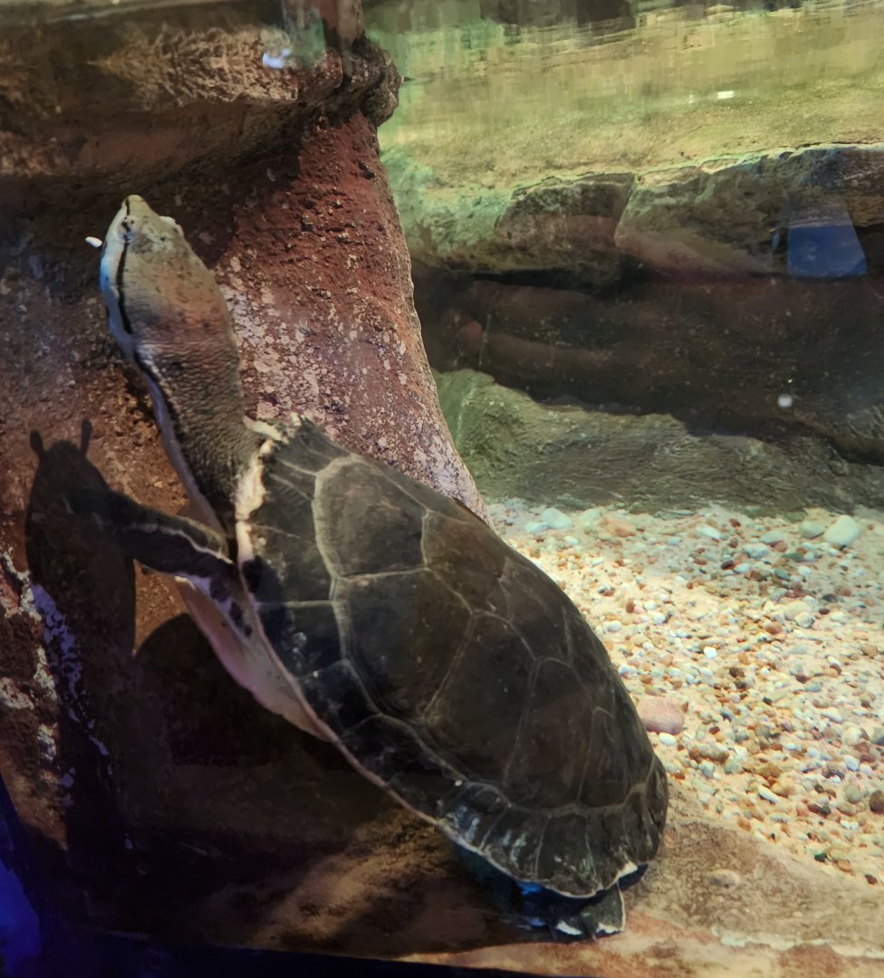 Catawba Science Center - Phrynops hilari