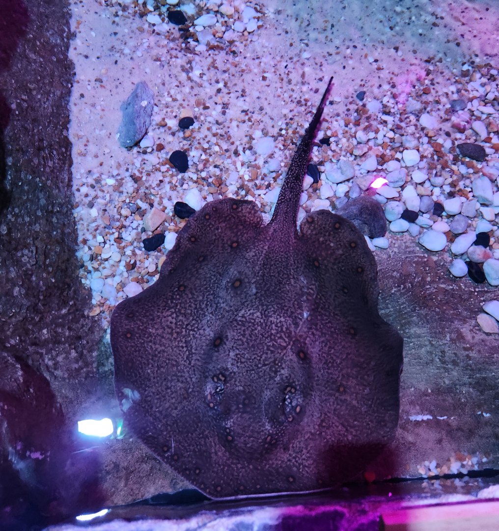 Catawba Science Center - Potamotrygon sp.