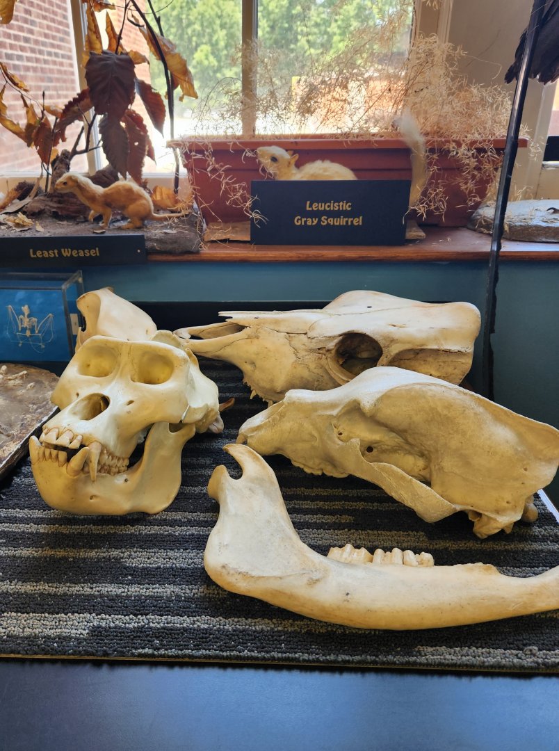 Catawba Science Center - Skulls of North American beasts (including Bigfoot)