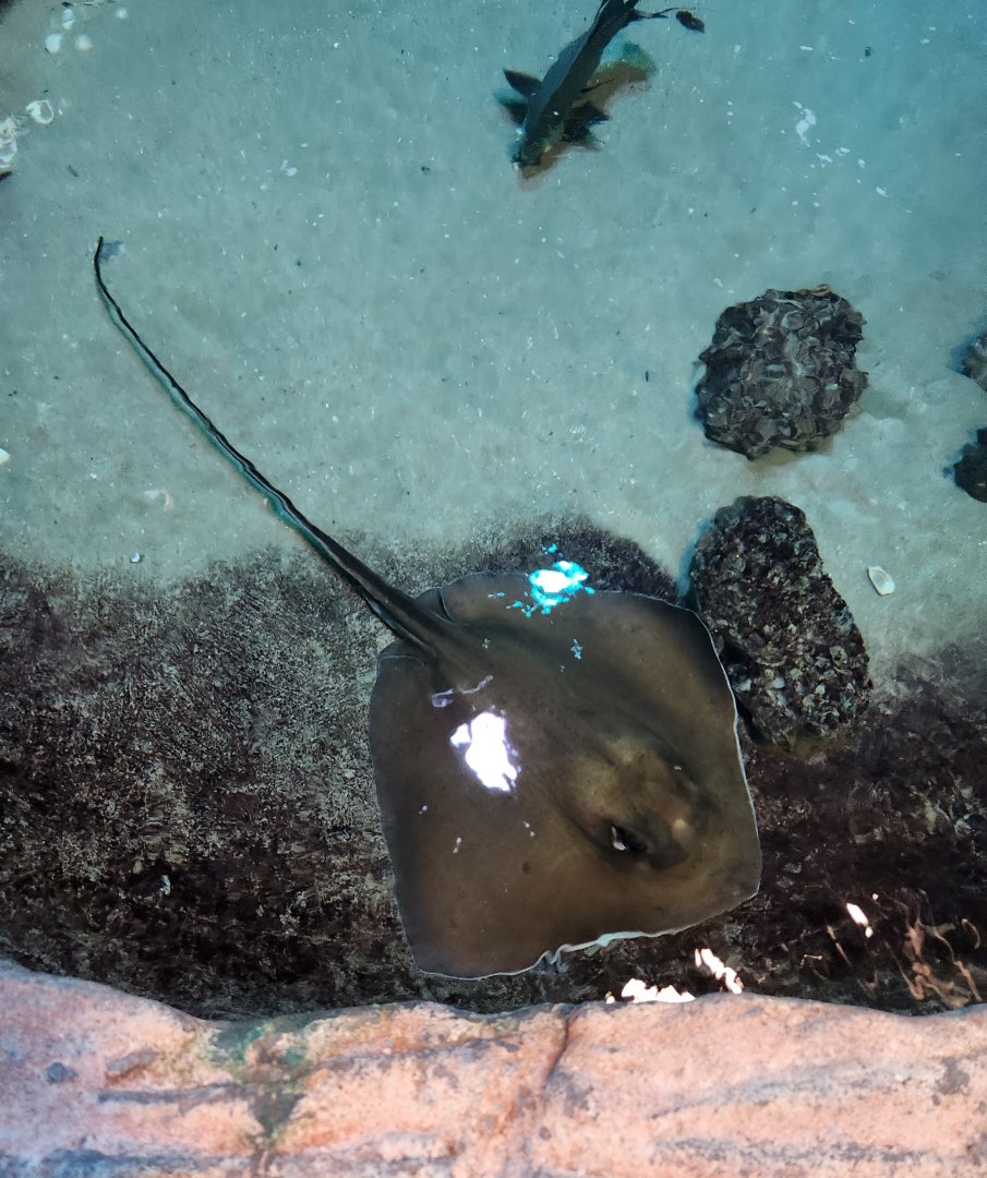 Catawba Science Center - Stingray in touch tank