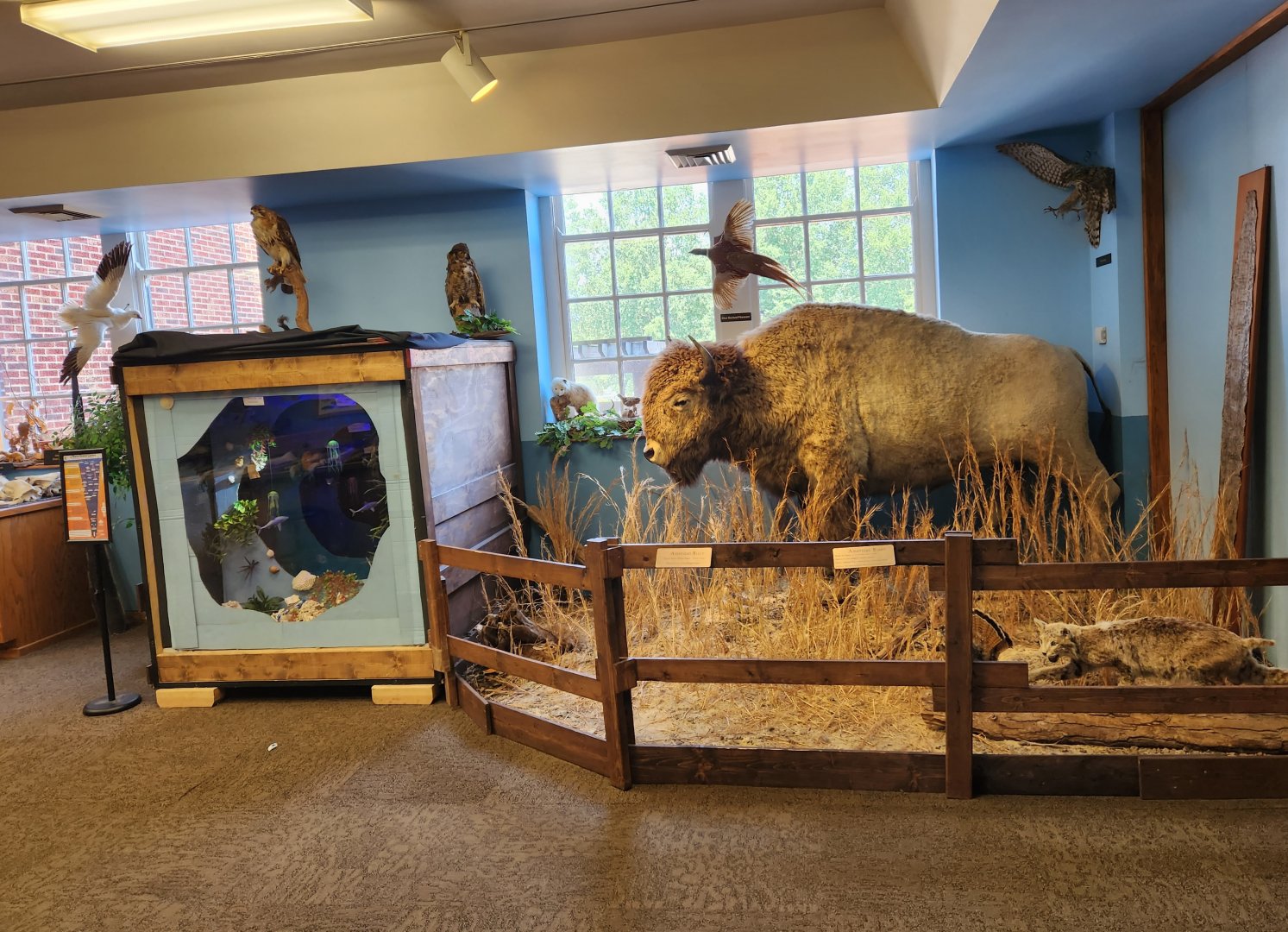 Catawba Science Center - Various taxidermy exhibits