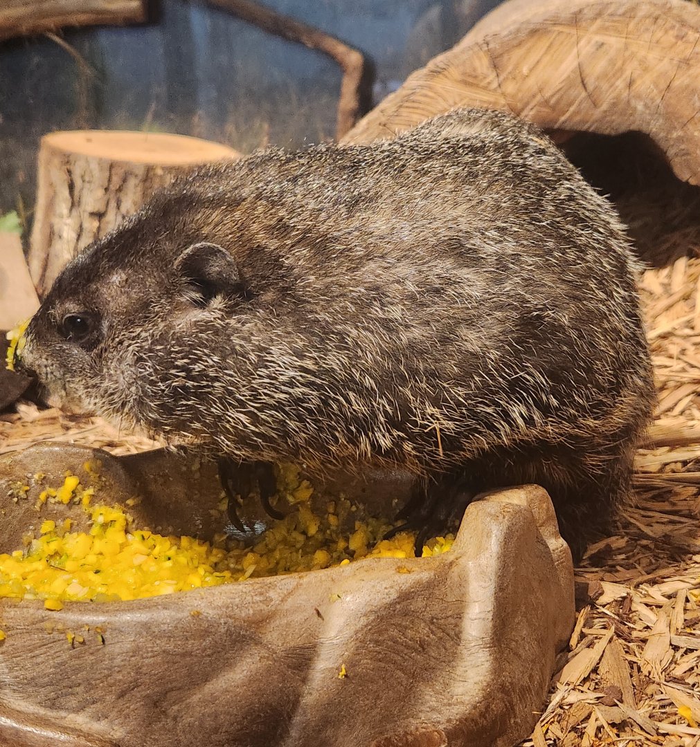 Catawba Science Center - Woodchuck eating corn