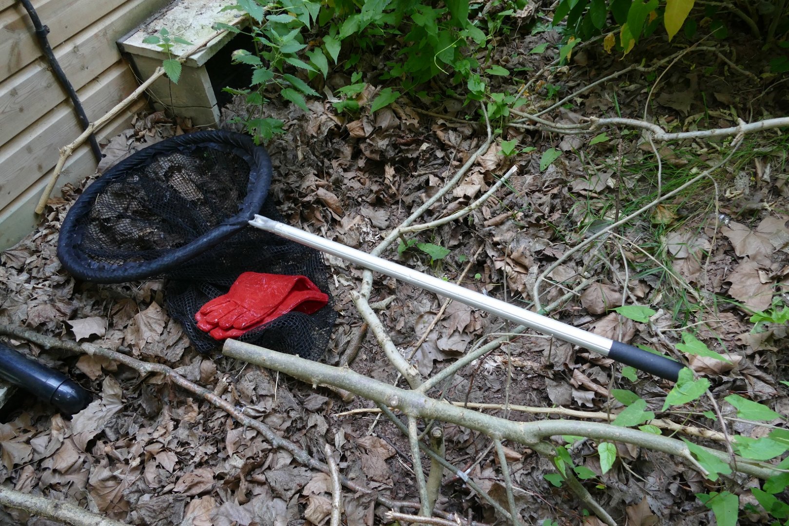 Catch me a Colobus? July 2019