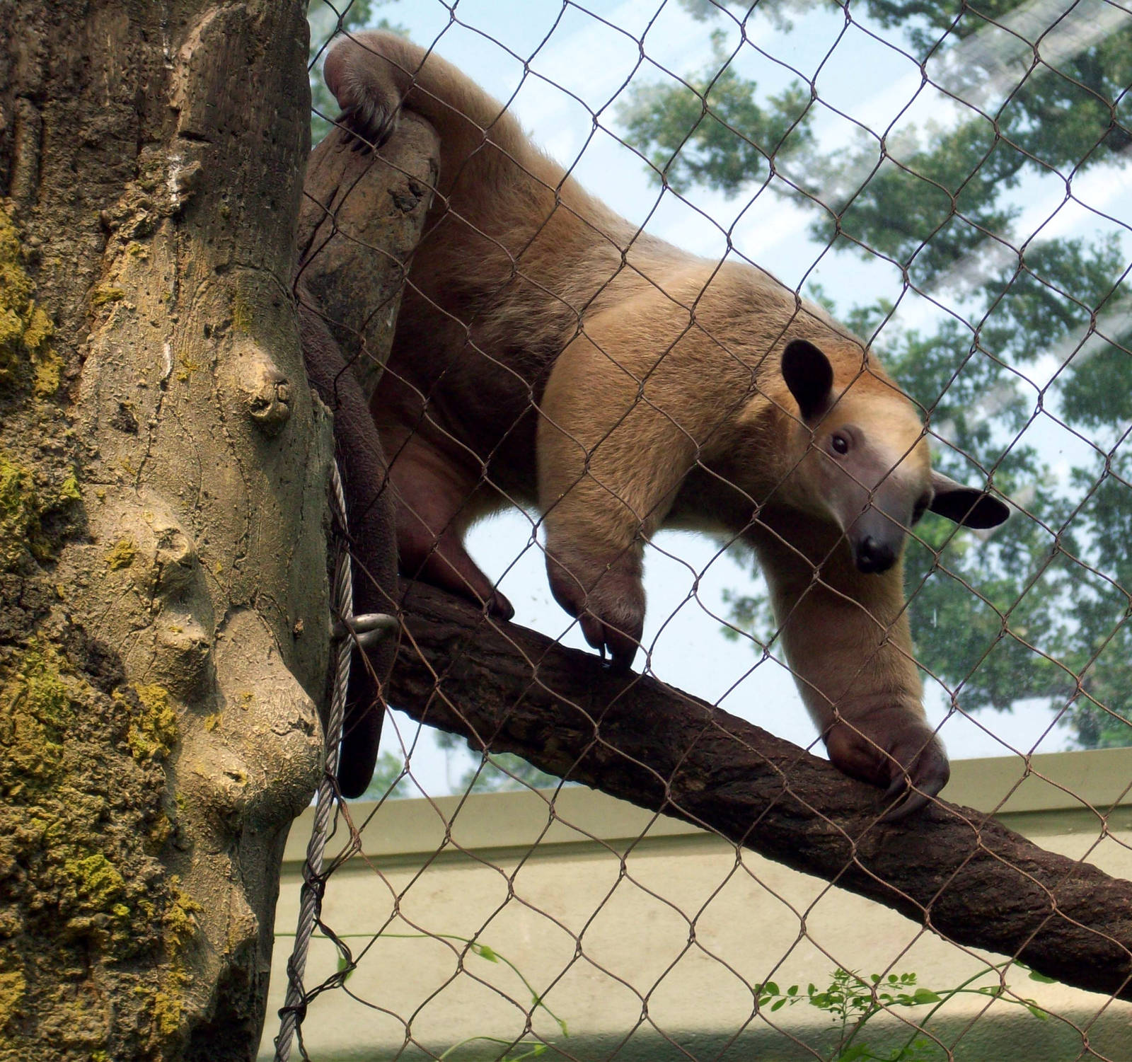 Catch Me If You Can!