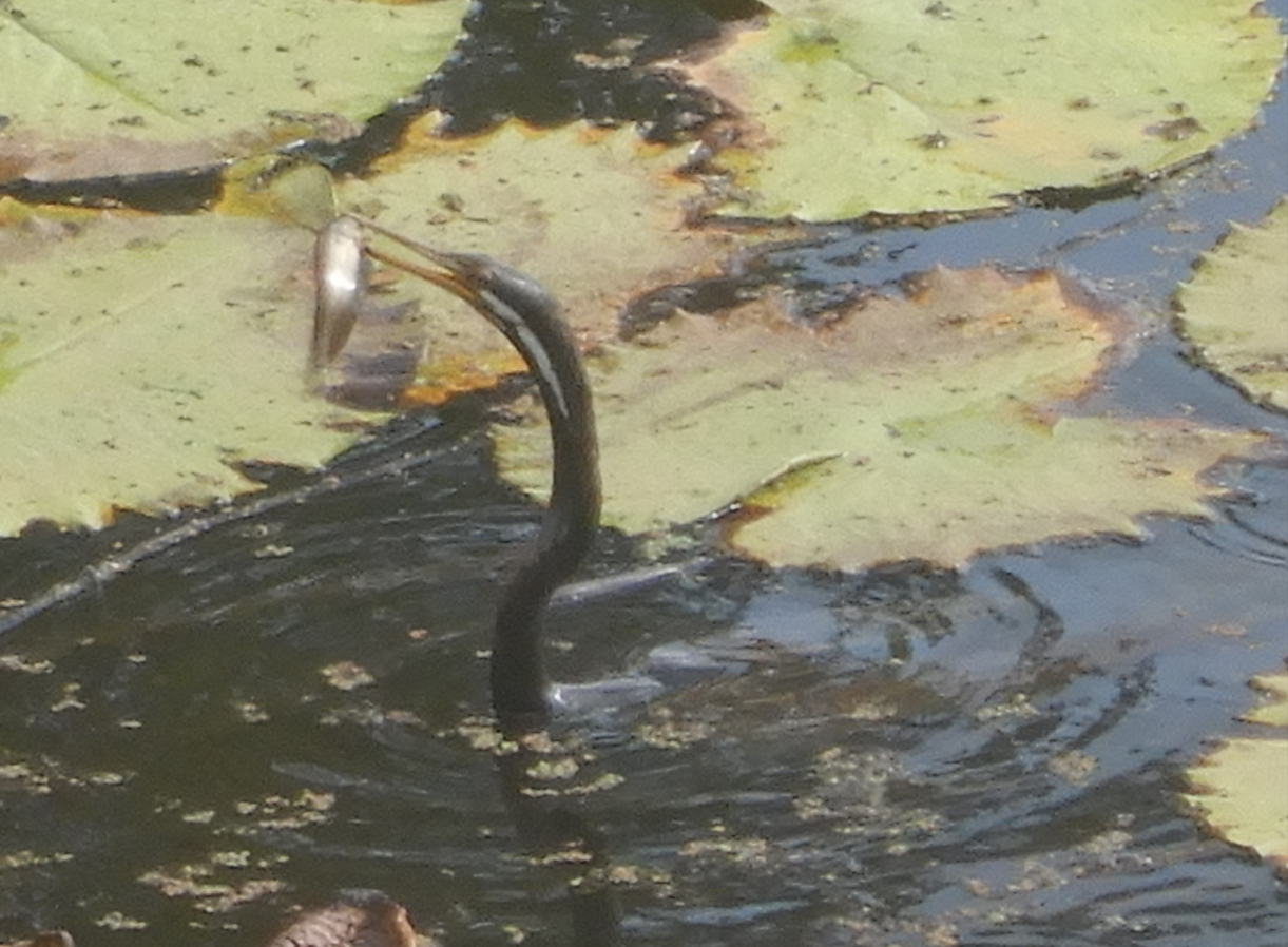 Catch of the Day - Australasian Darter