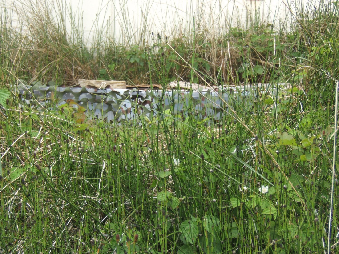 Catching Box for Sand Lizards so construction could start on the Adder exhibit 25/05/2019
