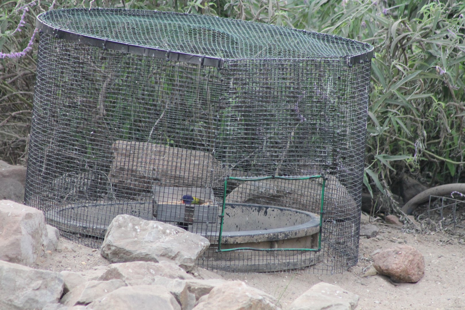 Catching-cage in the Desert