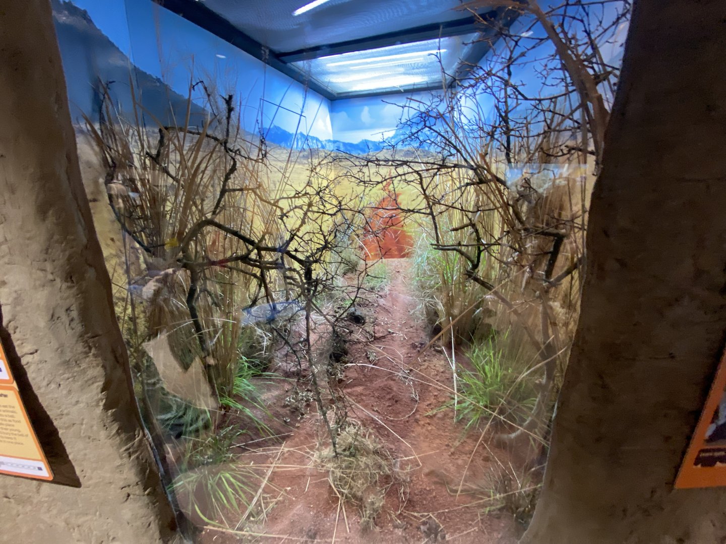 Cate-eyed mantis and plum dung beetle exhibit