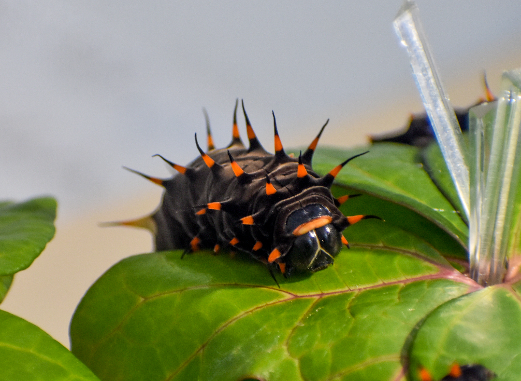 caterpillar - Cairns Birdwing, Ornithoptera euphorion