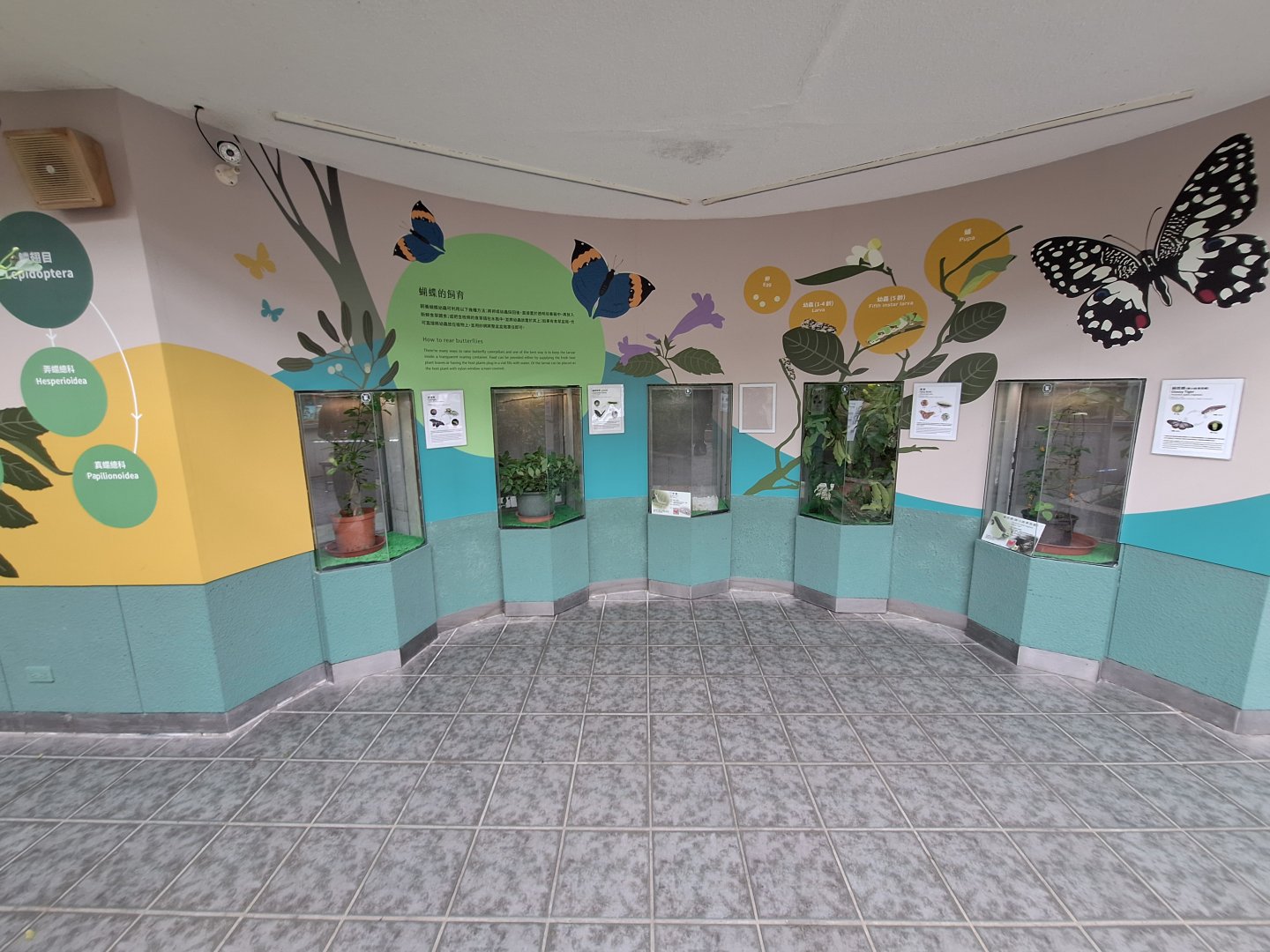 Caterpillar enclosures- Insectarium