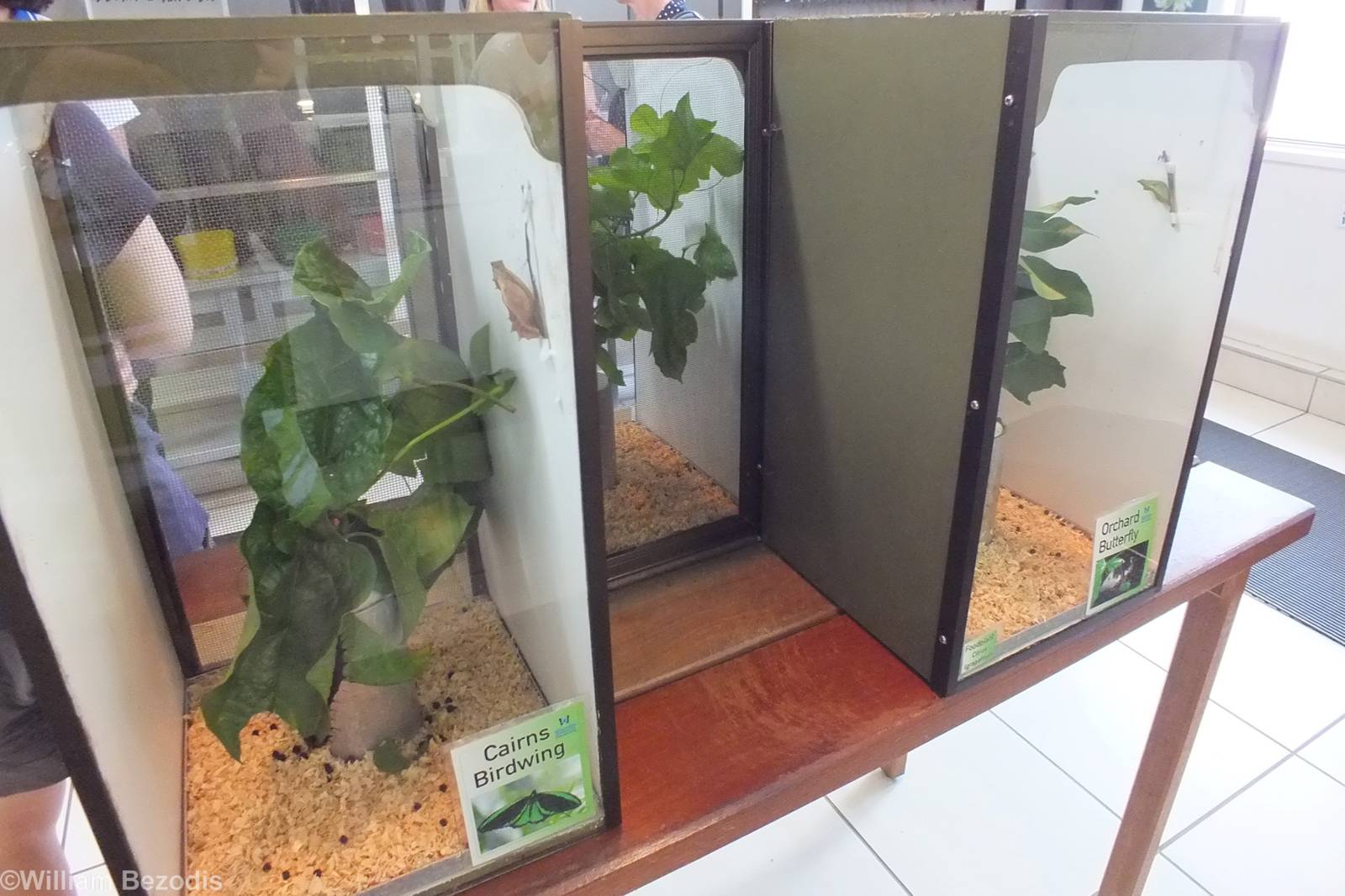 Caterpillar Enclosures