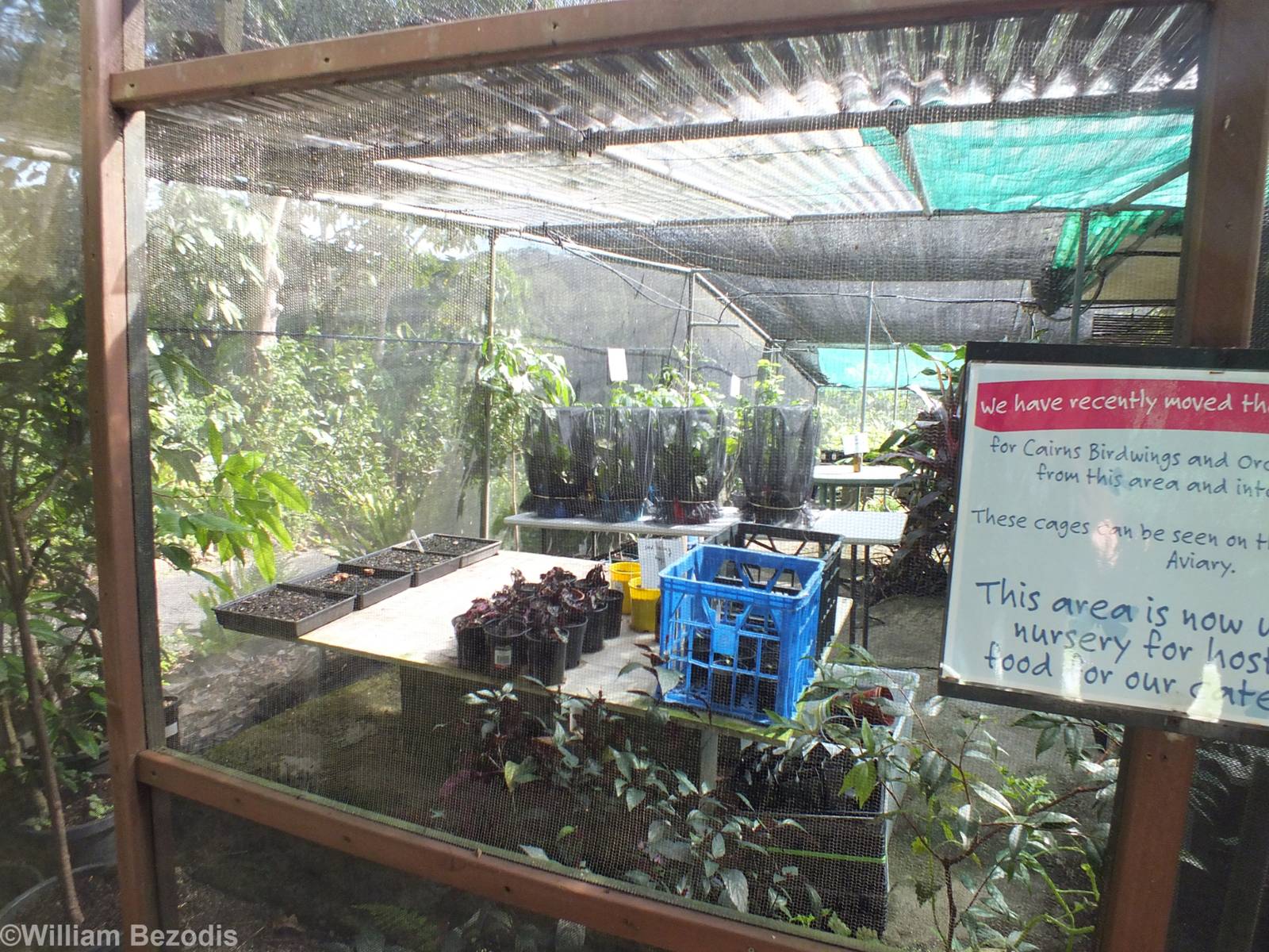 Caterpillar Food Plants Nursery