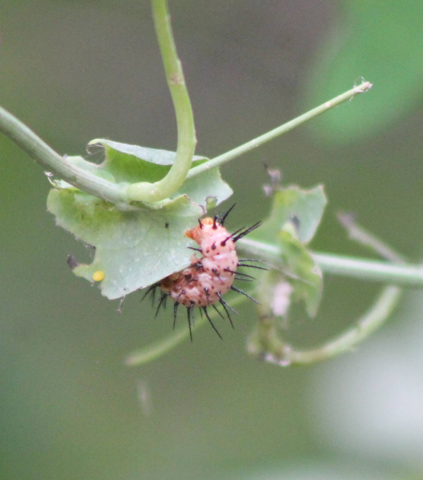 Caterpillar Heliconius butterfly ID