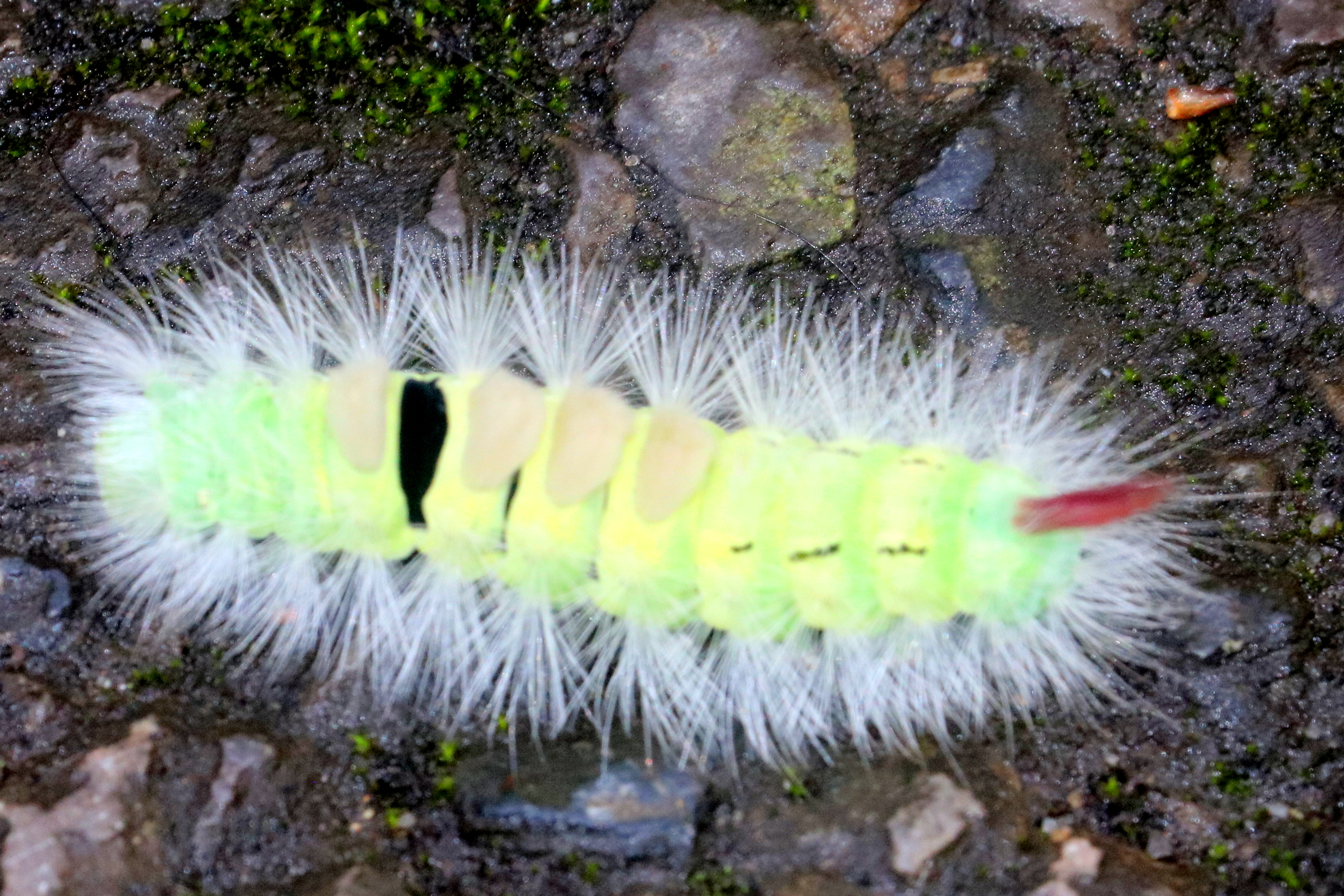 Caterpillar ID?; Birdworld; 10th October 2019
