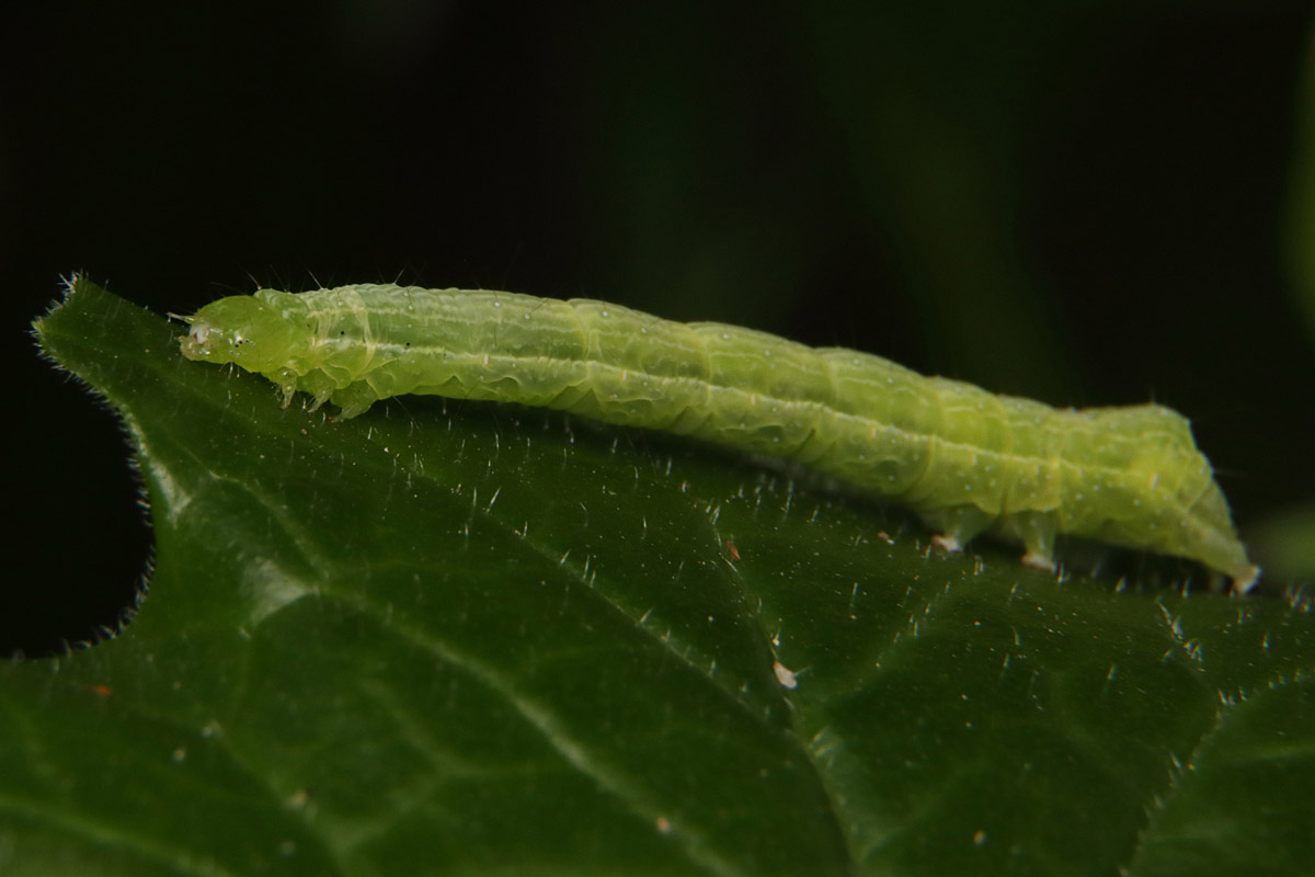 Caterpillar ID - Near Barcelona