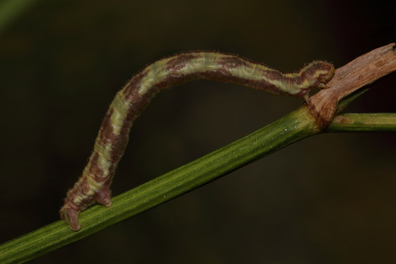 Caterpillar ID - Wild individual - Barcelona