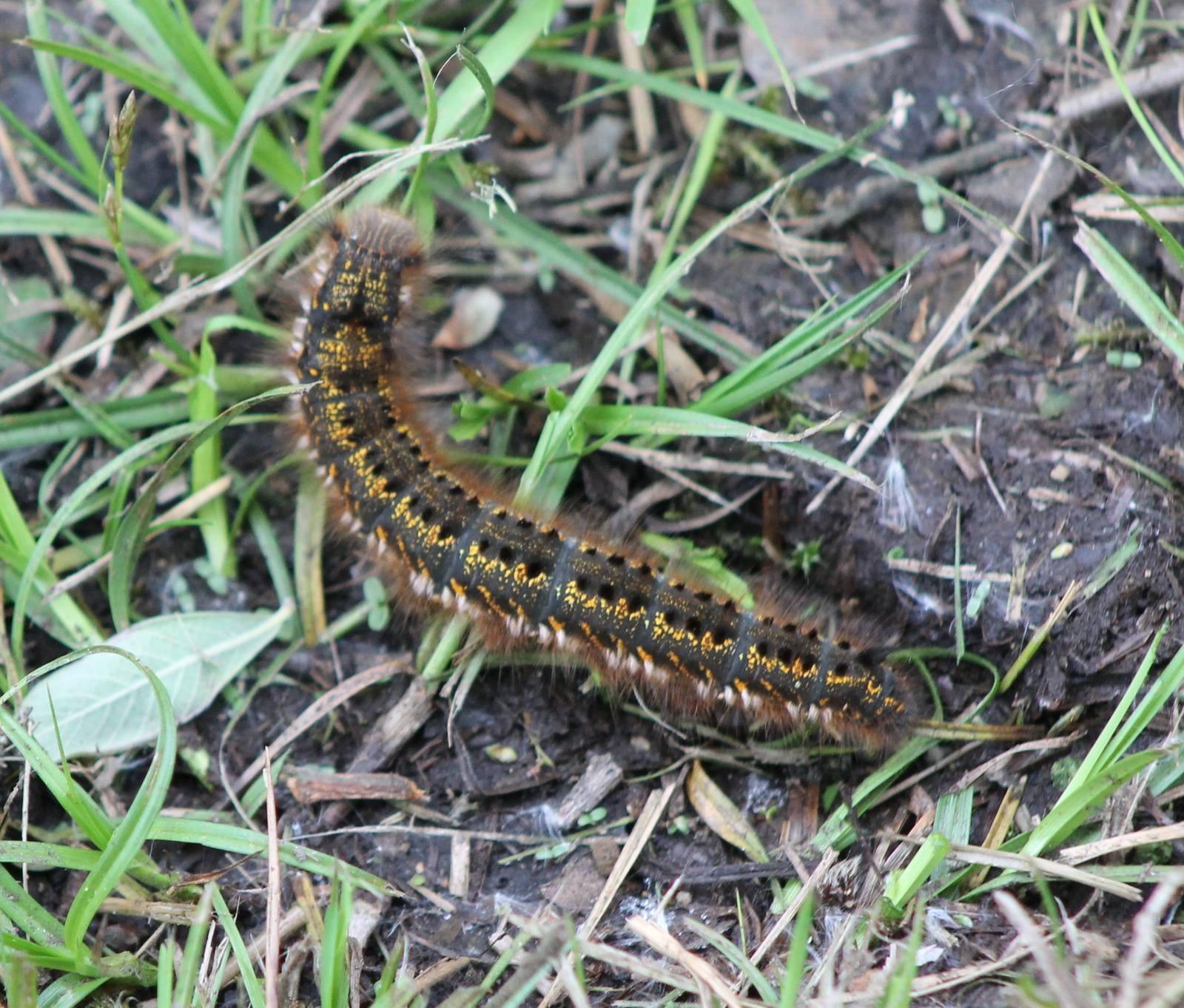 Caterpillar ID