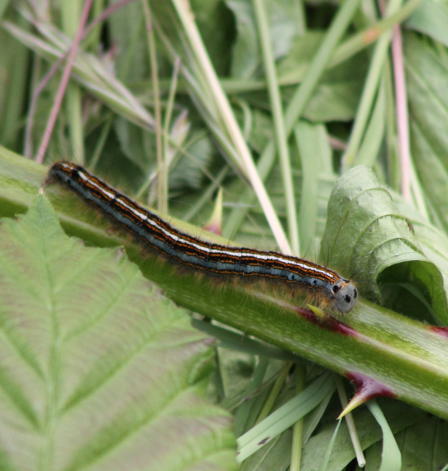 Caterpillar ID