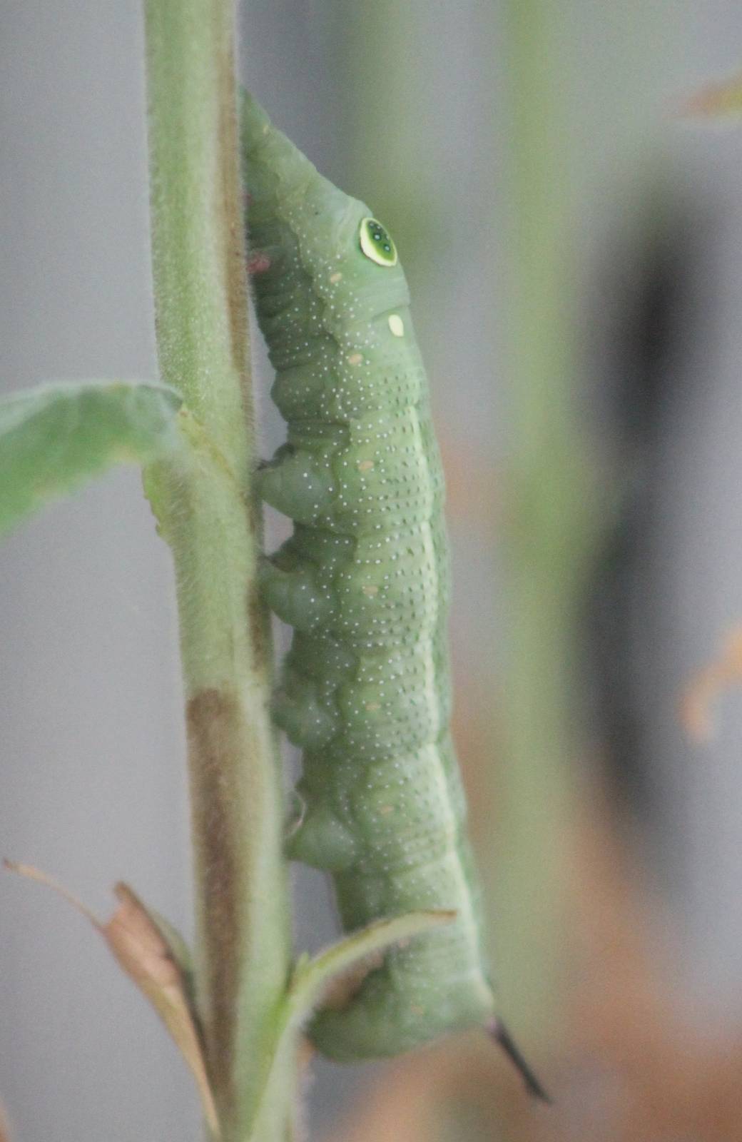 Caterpillar ID