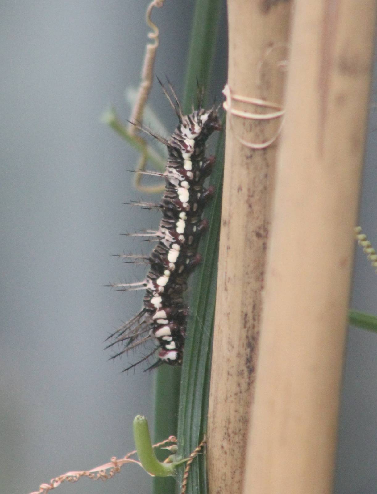 Caterpillar ID