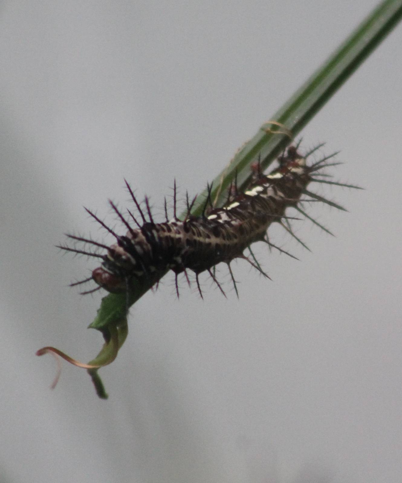 Caterpillar ID