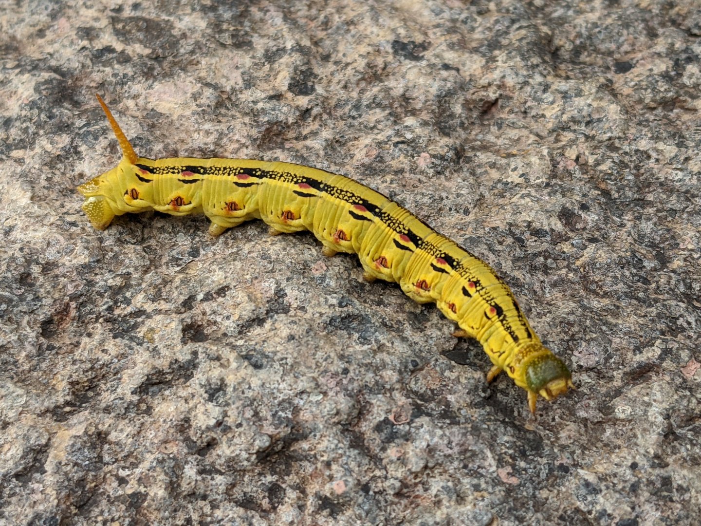 Caterpillar ID?