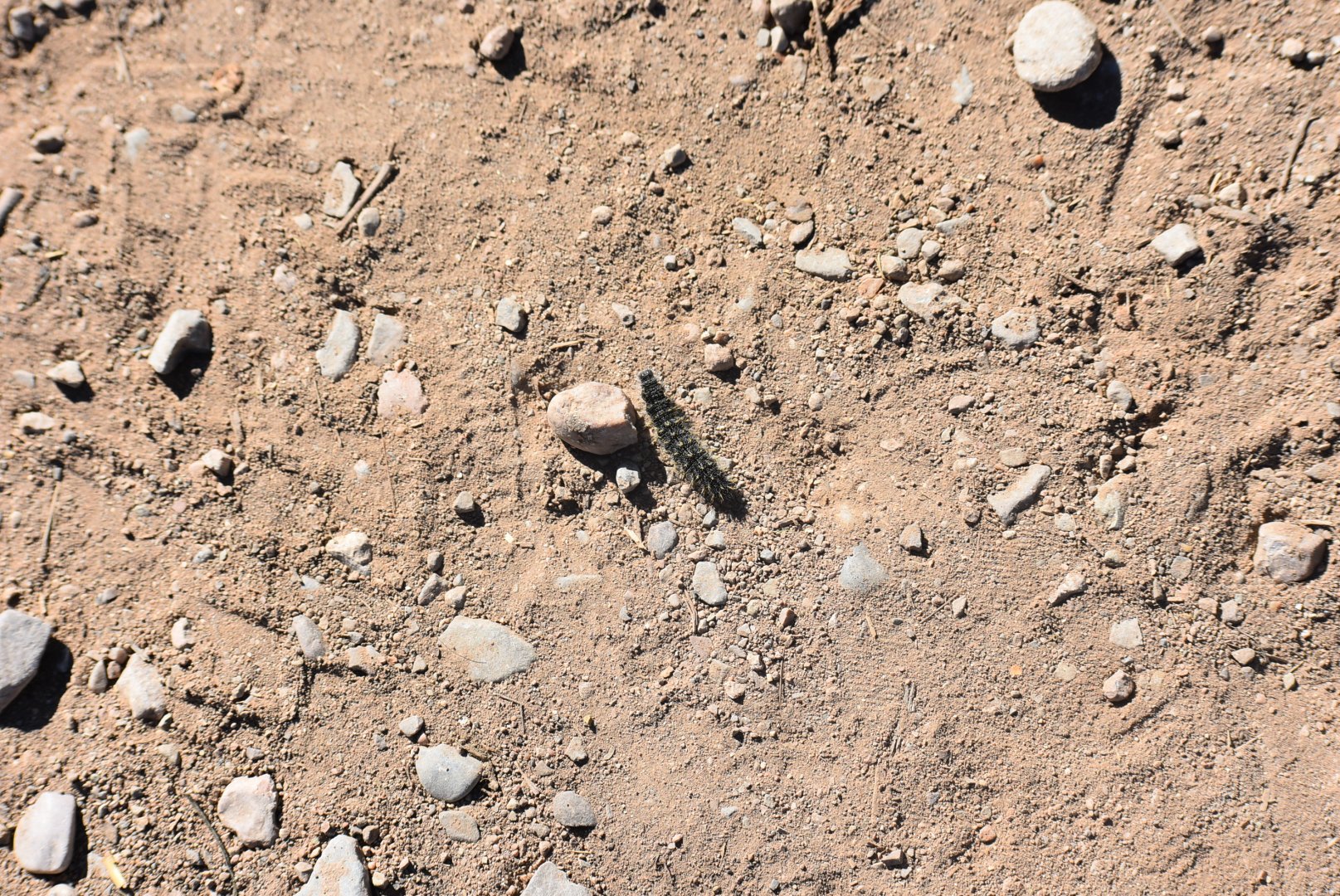 Caterpillar Identification - (Tioute, Morocco)