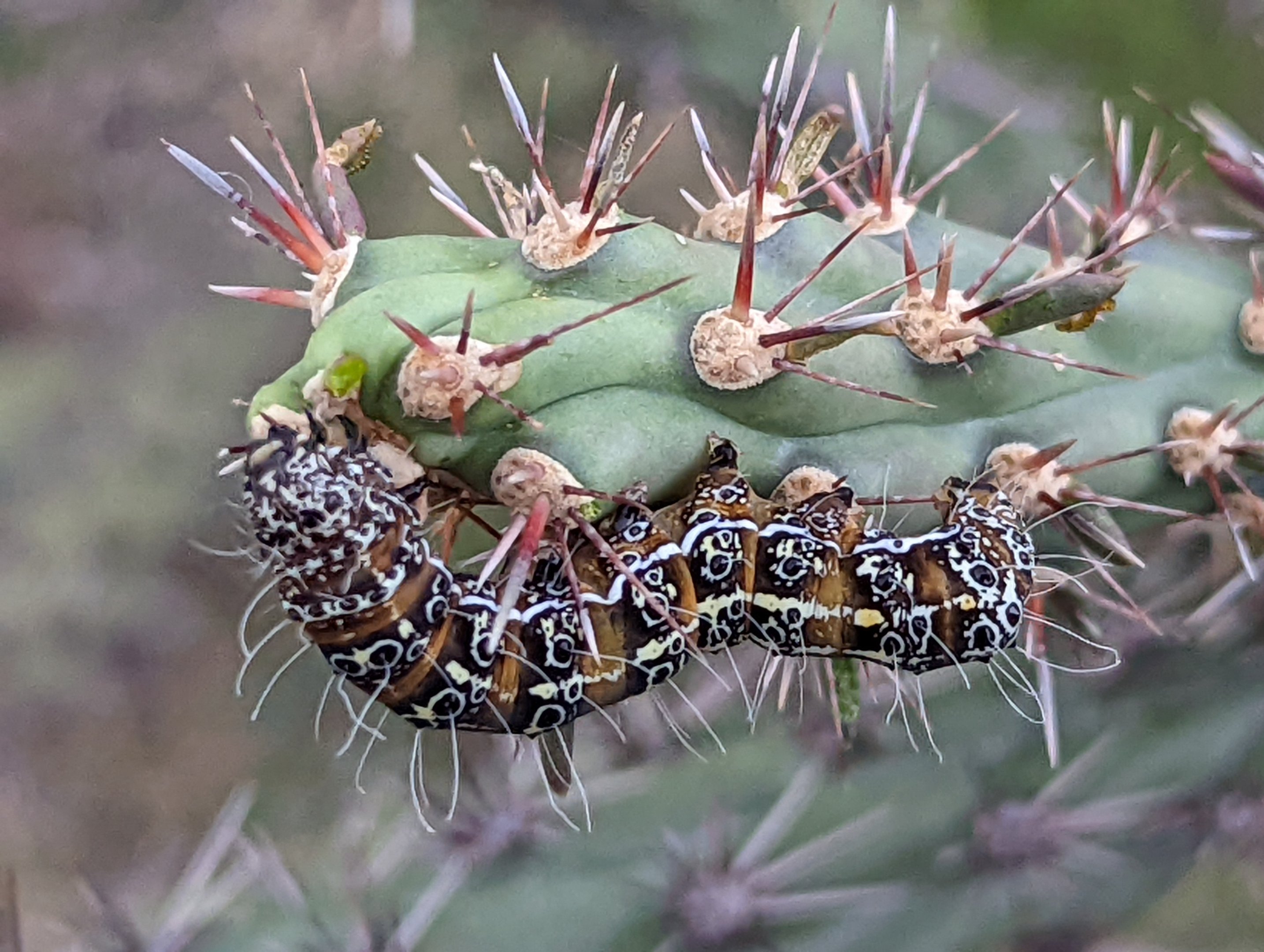 Caterpillar Identification?