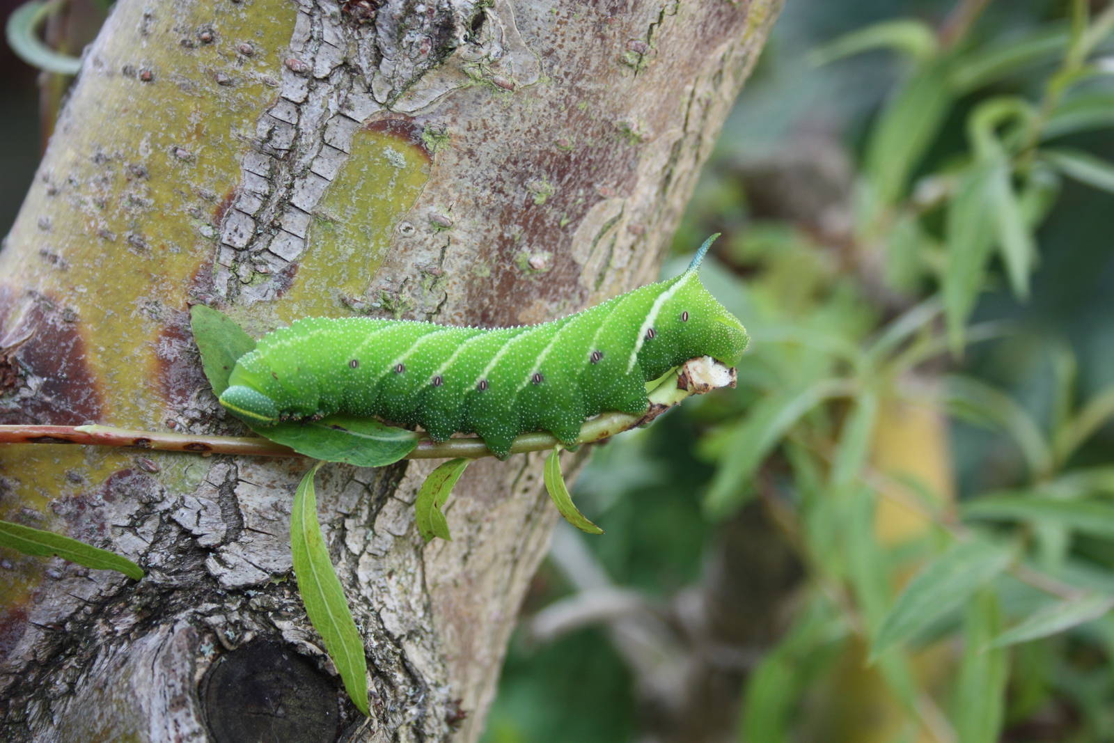 Caterpillar in my Weeping Willow tree, 22nd August 2014