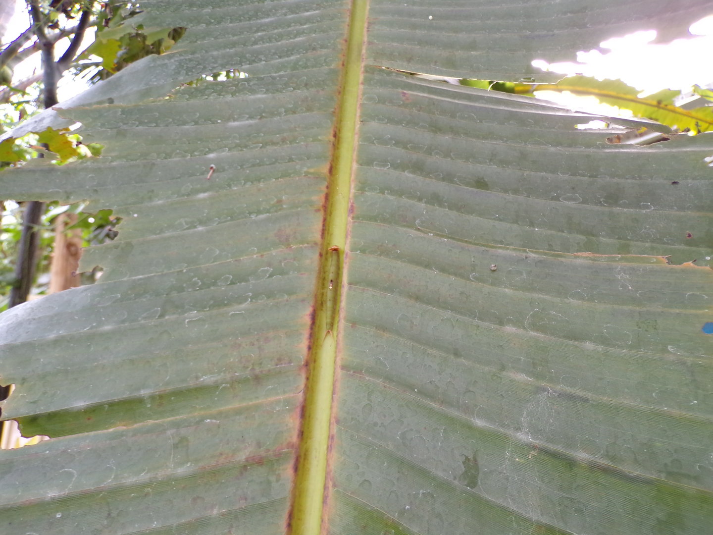 Caterpillar in the Mangrove 6.7.23