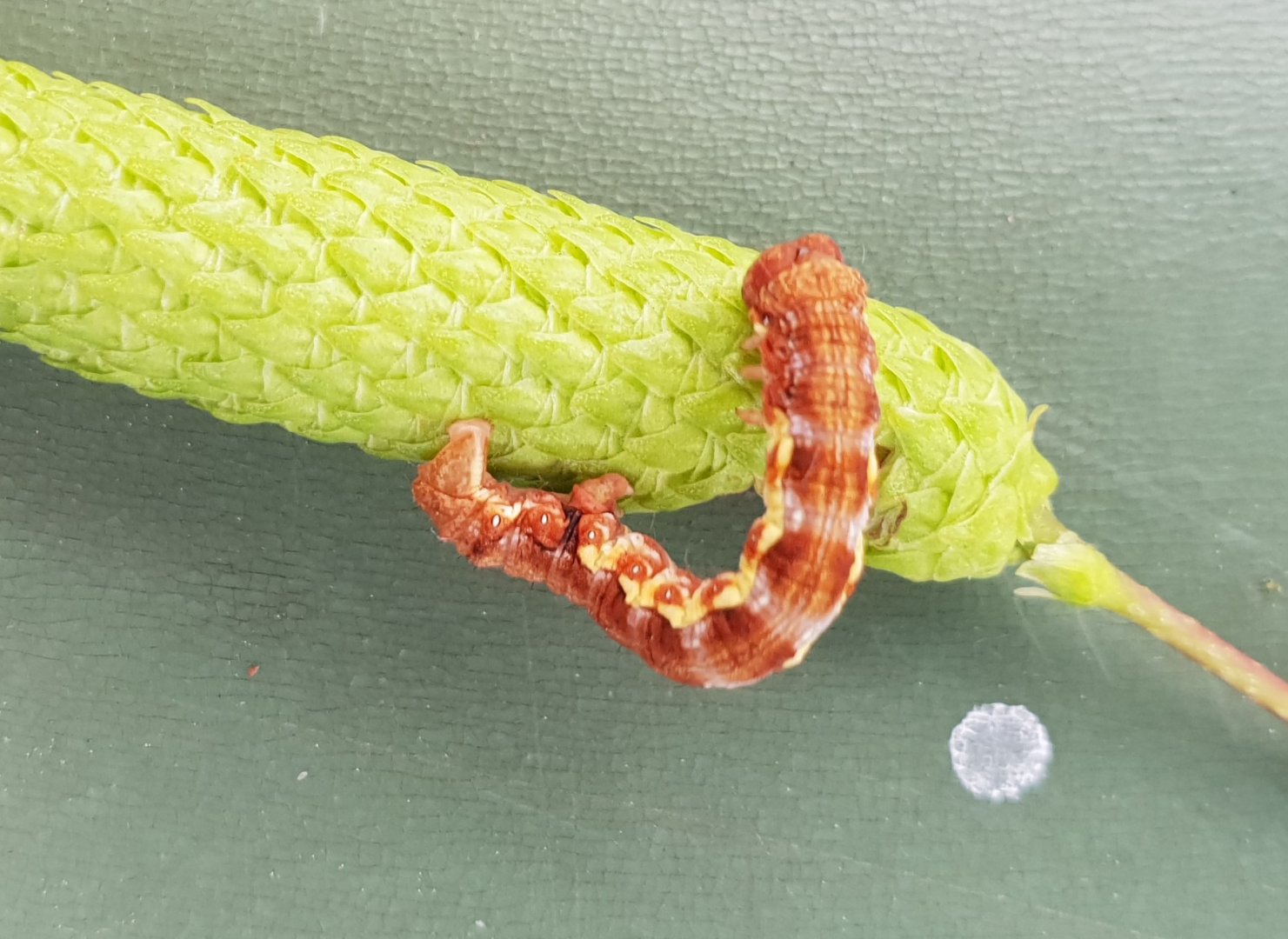 Caterpillar Mottled umber - Erannis defoliania