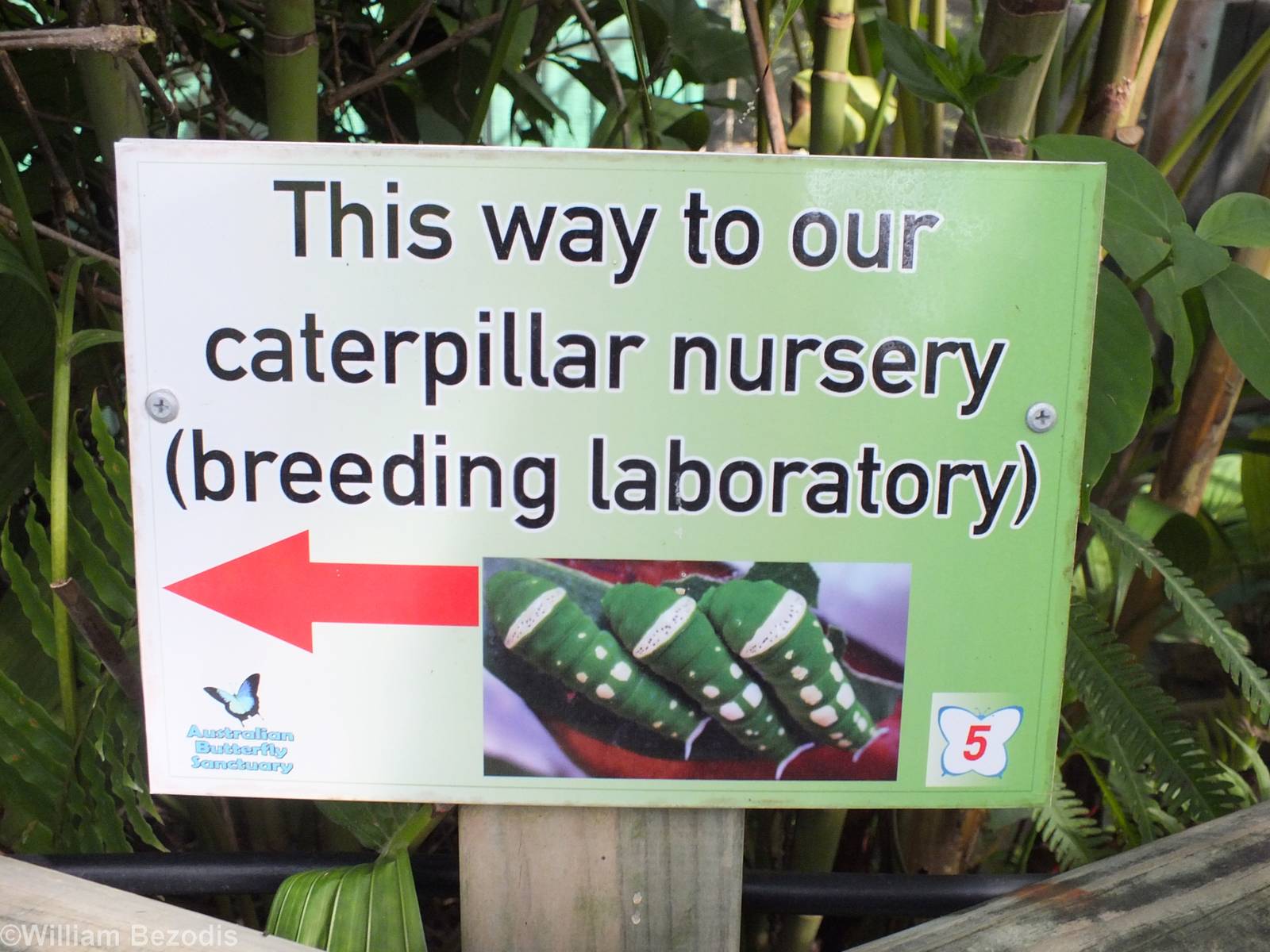 Caterpillar Nursery Sign